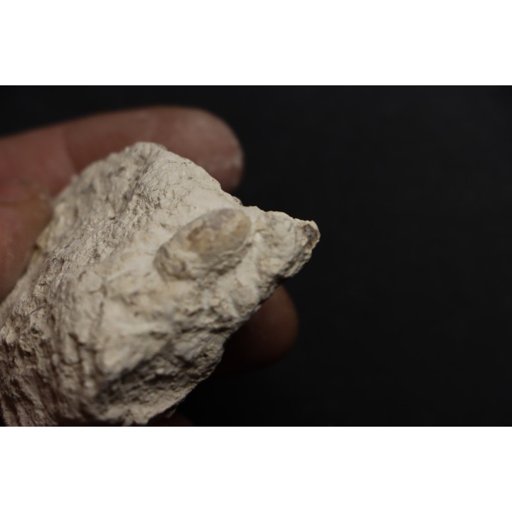 SNAKE EGG:  OPHIDIENOVUM sp. - Lutetian - Bouxwiller - FRANCE