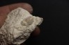 SNAKE EGG: OPHIDIENOVUM sp. - Lutetian - Bouxwiller - FRANCE