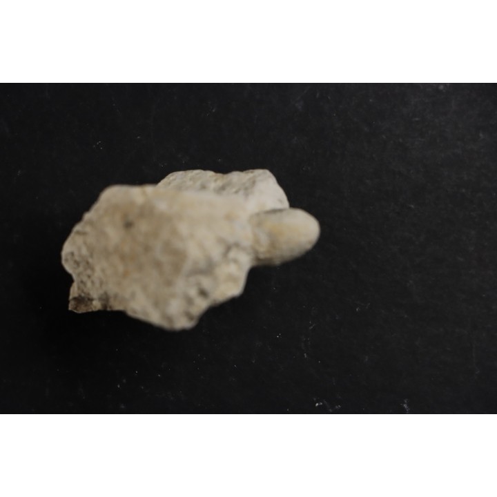SNAKE EGG:  OPHIDIENOVUM sp. - Lutetian - Bouxwiller - FRANCE