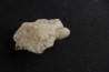 SNAKE EGG:  OPHIDIENOVUM sp. - Lutetian - Bouxwiller - FRANCE