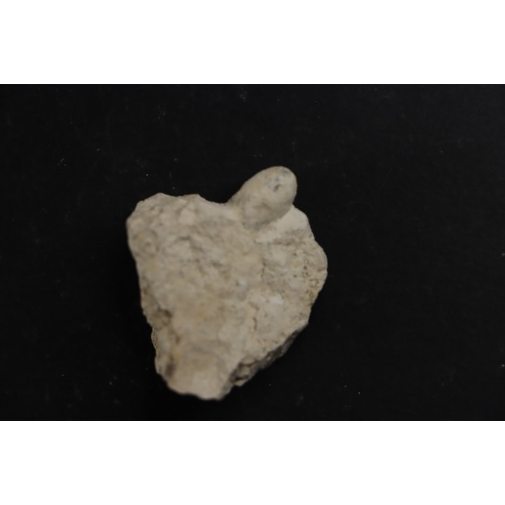 SNAKE EGG:  OPHIDIENOVUM sp. - Lutetian - Bouxwiller - FRANCE