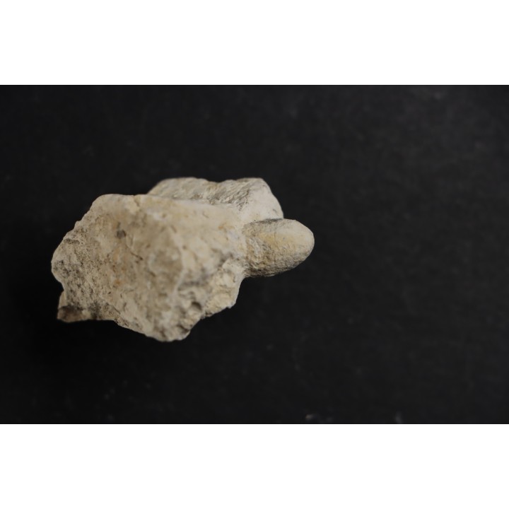 SNAKE EGG:  OPHIDIENOVUM sp. - Lutetian - Bouxwiller - FRANCE