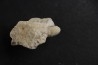 OEUF DE SERPENT:  OPHIDIENOVUM sp. - Lutetien - Bouxwiller - FRANCE