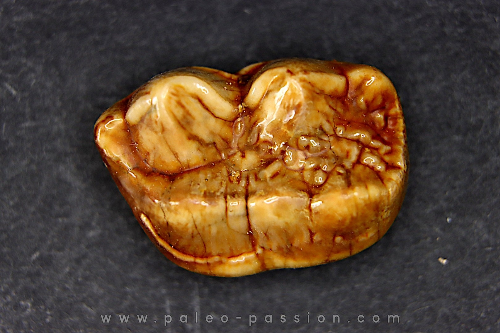 CAVERN BEAR TOOTH - Ursus spelaeus - Pléistocène from Europe.