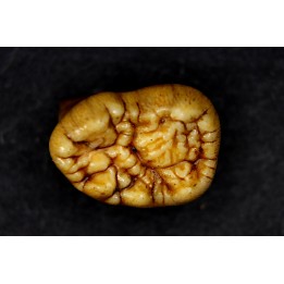 CAVERN BEAR TOOTH - Ursus spelaeus - Pléistocène  from  Europe.