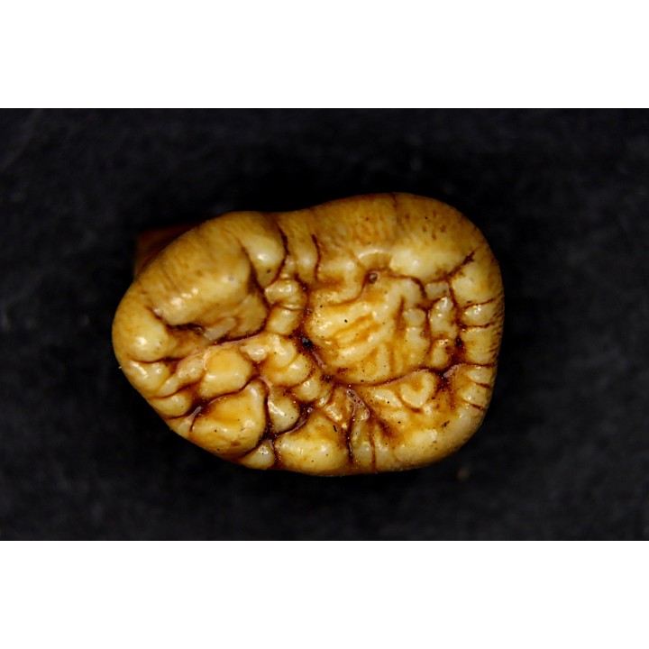 CAVERN BEAR TOOTH - Ursus spelaeus - Pléistocène  from  Europe.