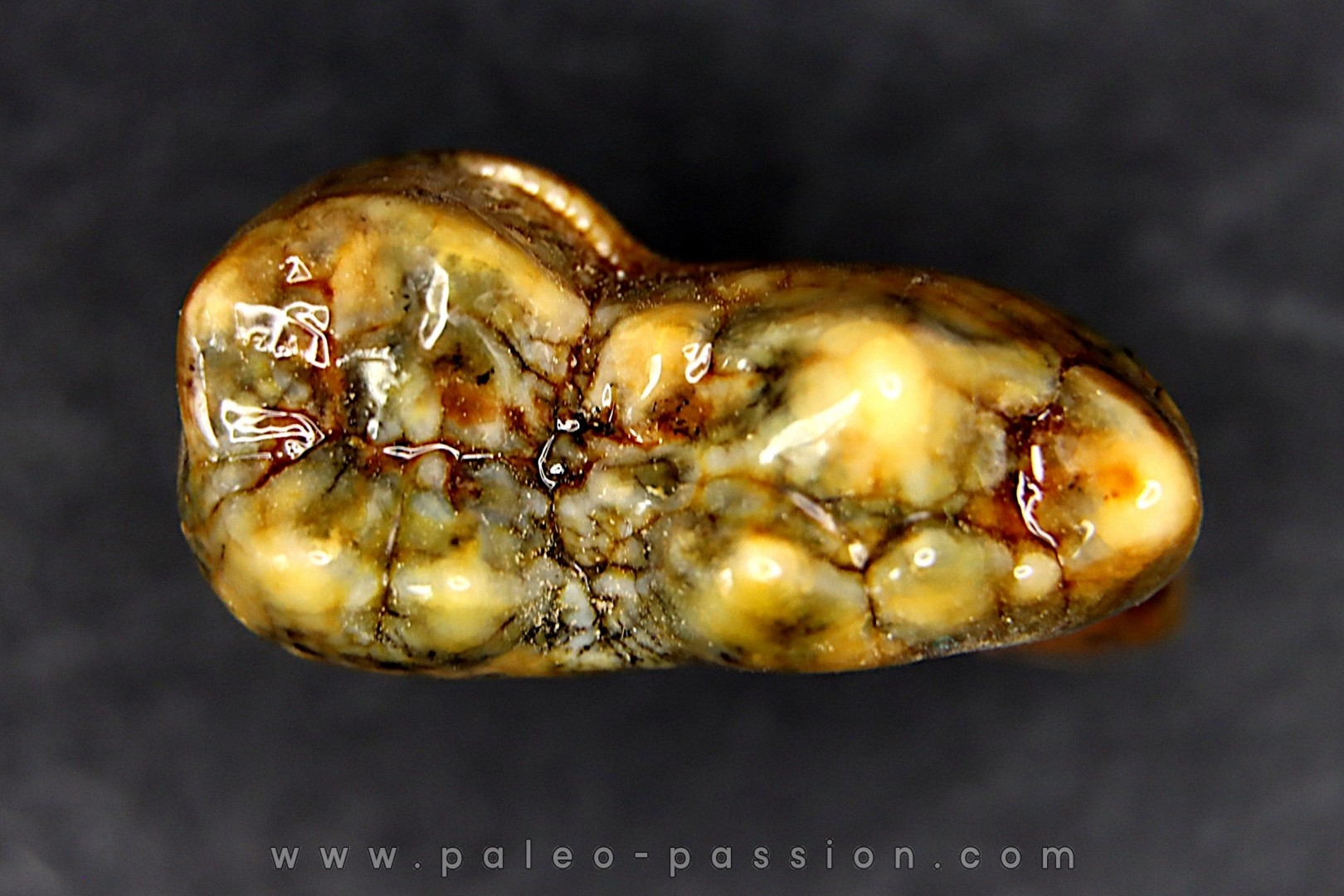 CAVERN BEAR TOOTH - Ursus spelaeus - Pléistocène from Europe.