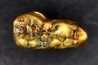 CAVERN BEAR TOOTH - Ursus spelaeus - Pléistocène from Europe.