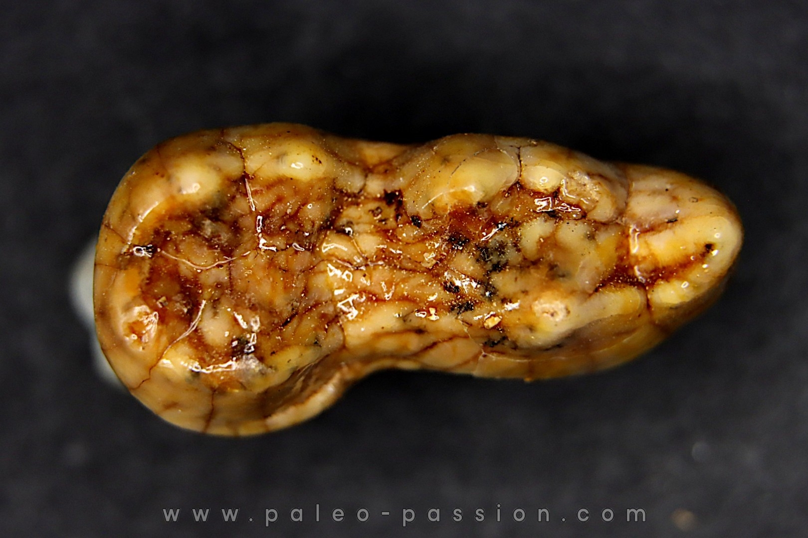 CAVERN BEAR TOOTH - Ursus spelaeus - Pléistocène from Europe.