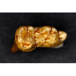 CAVERN BEAR TOOTH - Ursus spelaeus - Pléistocène  from  Europe.