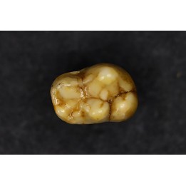 DENT D' OURS DES CAVERNES - Ursus spelaeus - Pléistocène d'Europe