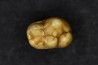 CAVERN BEAR TOOTH - Ursus spelaeus - Pléistocène  from  Europe.
