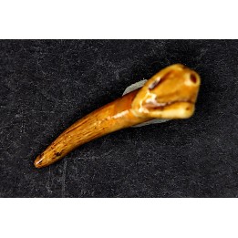 DENT D' OURS DES CAVERNES - Ursus spelaeus - Pléistocène d'Europe