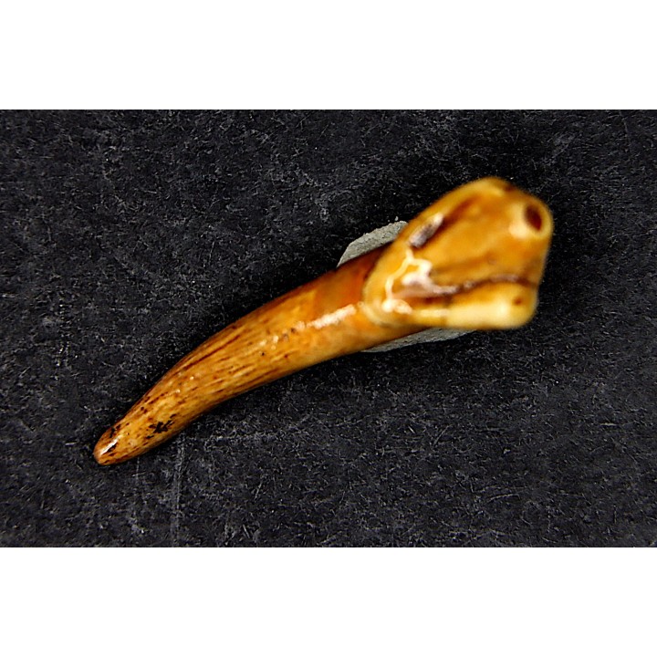 CAVERN BEAR TOOTH - Ursus spelaeus - Pléistocène  from  Europe.