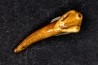 DENT D' OURS DES CAVERNES - Ursus spelaeus - Pléistocène d'Europe
