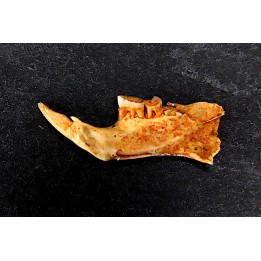 Mastacomys sp. - Pleistocene - AUSTRALIA