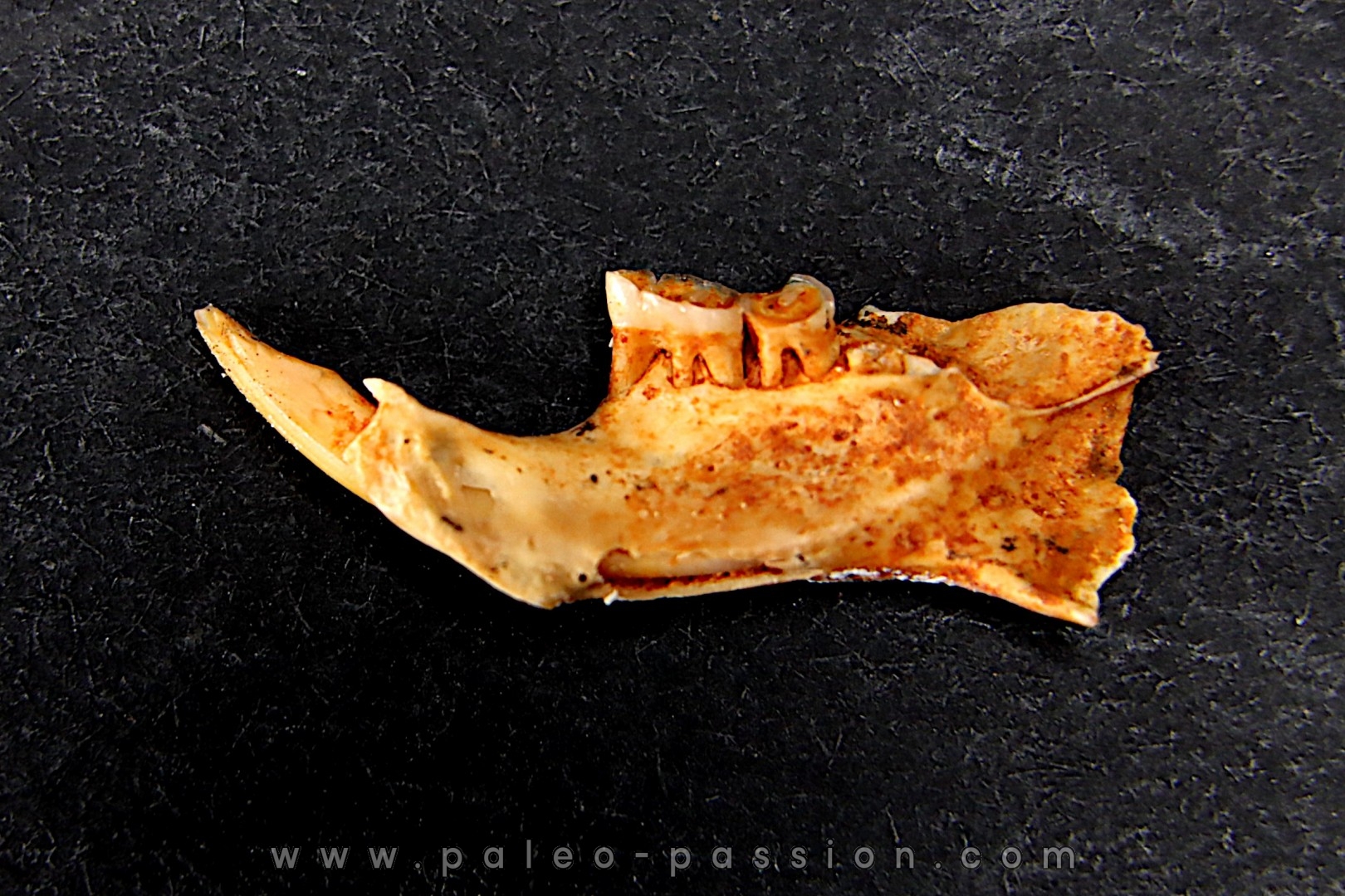 Mastacomys sp. - Pleistocene - AUSTRALIA