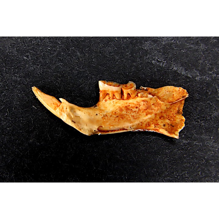 Mastacomys sp. - Pleistocene - AUSTRALIA