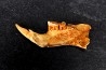 Mastacomys sp. - Pléistocène - AUSTRALIE