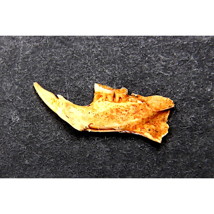 Mastacomys sp. - Pleistocene - AUSTRALIA