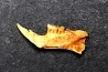 Mastacomys sp. - Pleistocene - AUSTRALIA