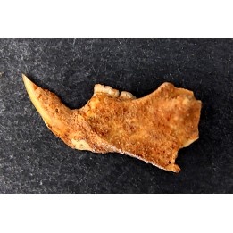 Mastacomys sp. - Pléistocène - AUSTRALIE