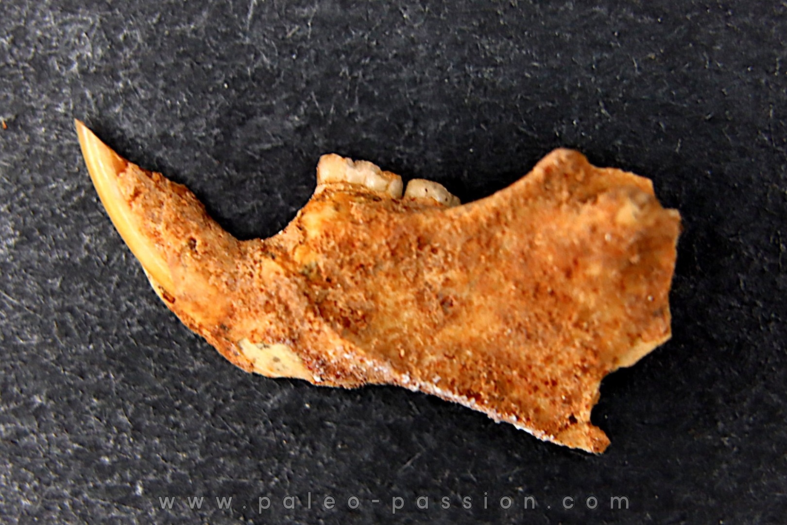 Mastacomys sp. - Pleistocene - AUSTRALIA