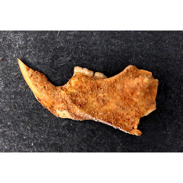 Mastacomys sp. - Pleistocene - AUSTRALIA