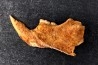 Mastacomys sp. - Pleistocene - AUSTRALIA