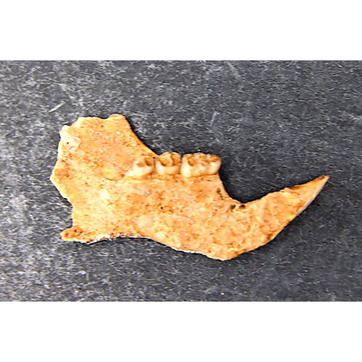 Mastacomys sp. - Pleistocene - AUSTRALIA