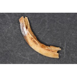 Vombatus cf. ursinus - Pleistocene - AUSTRALIA