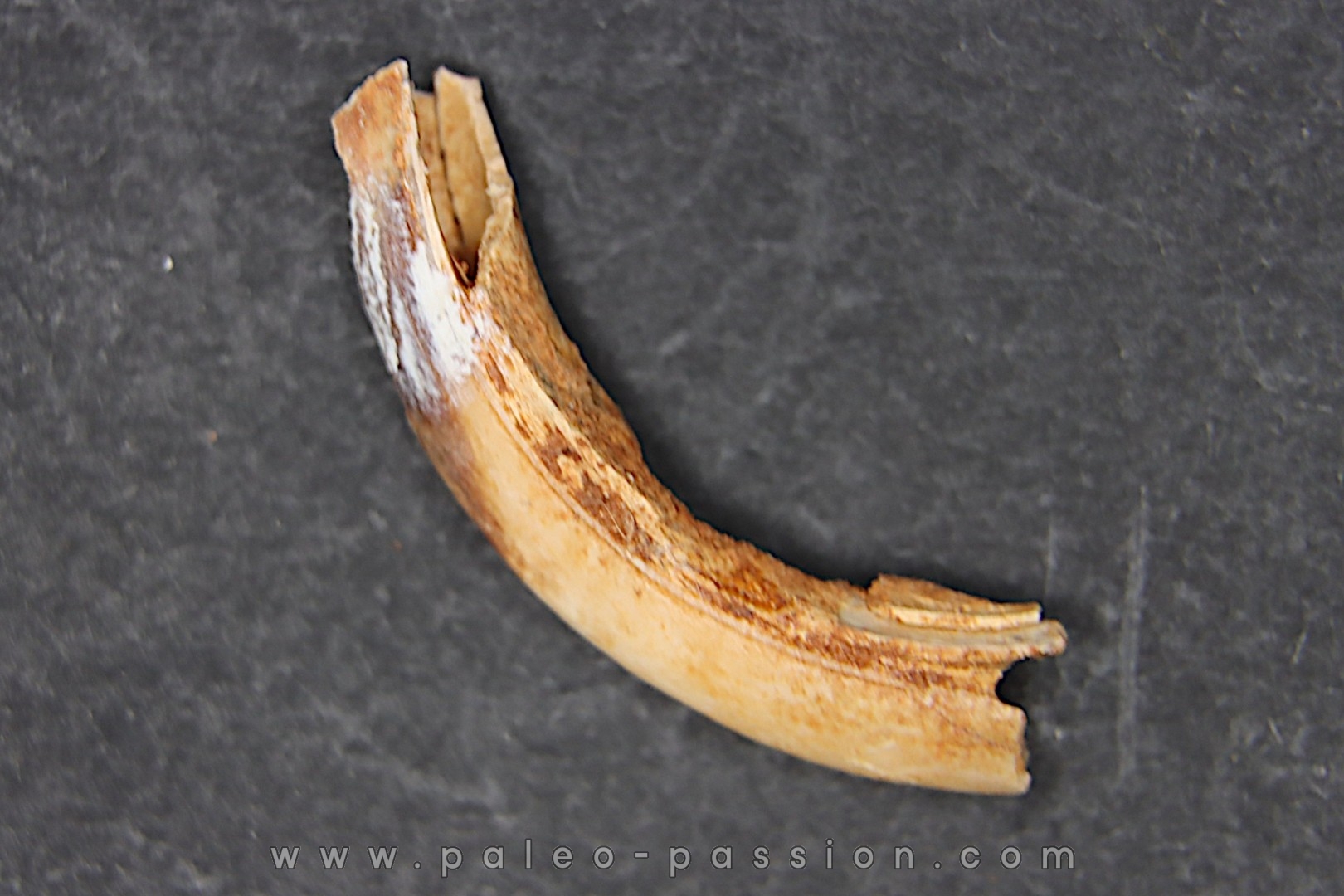 Vombatus cf. ursinus - Pléistocène - AUSTRALIE