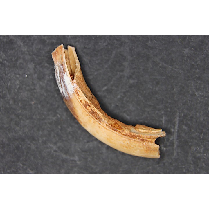 Vombatus cf. ursinus - Pleistocene - AUSTRALIA