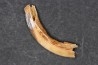 Vombatus cf. ursinus - Pleistocene - AUSTRALIA