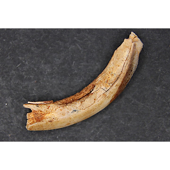 Vombatus cf. ursinus - Pléistocène - AUSTRALIE