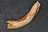 Vombatus cf. ursinus - Pleistocene - AUSTRALIA