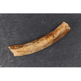 Vombatus cf. ursinus - Pléistocène - AUSTRALIE