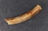 Vombatus cf. ursinus - Pleistocene - AUSTRALIA