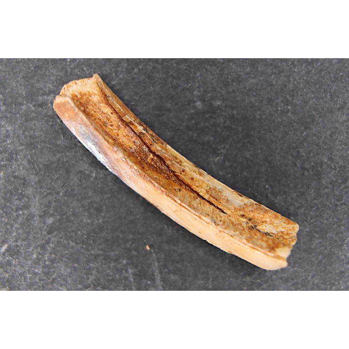 Vombatus cf. ursinus - Pleistocene - AUSTRALIA
