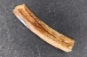 Vombatus cf. ursinus - Pleistocene - AUSTRALIA