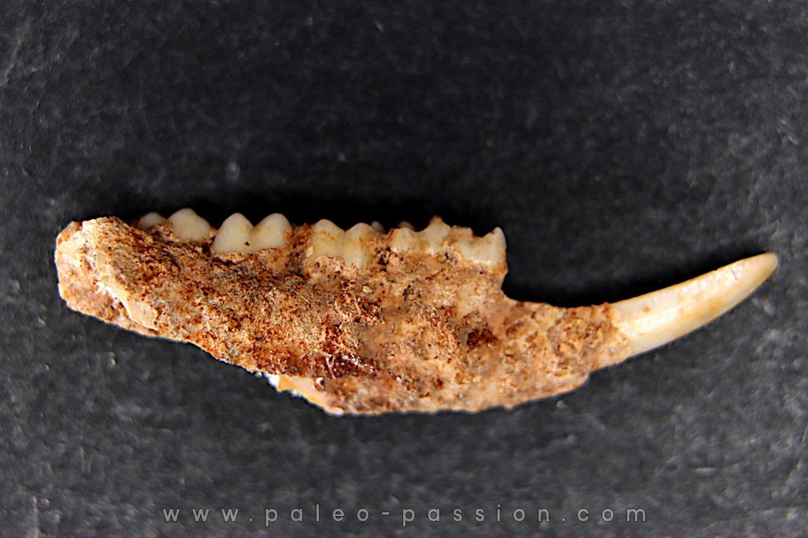 KANGAROO jaw: Potorous platyops - Pléistocène - AUSTRALIE