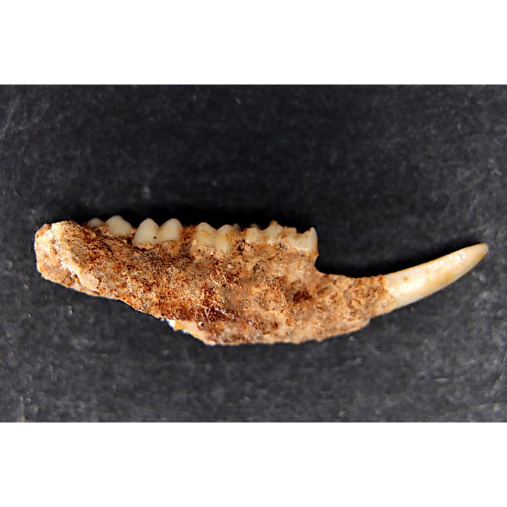 KANGAROO jaw: Potorous platyops - Pléistocène - AUSTRALIE
