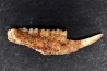 KANGAROO jaw: Potorous platyops - Pleistocene - AUSTRALIA