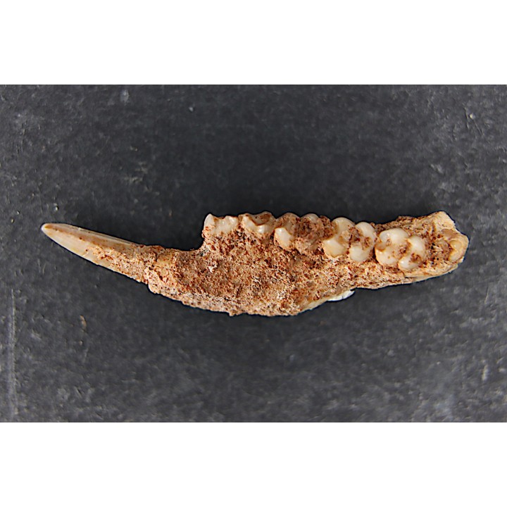 KANGAROO jaw: Potorous platyops - Pleistocene - AUSTRALIA
