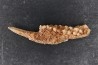 KANGAROO jaw: Potorous platyops - Pléistocène - AUSTRALIE
