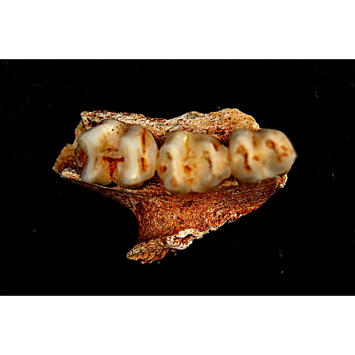 KANGAROO jaw: Macropus cf. rufogriseus - Pléistocène - AUSTRALIE