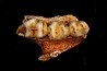 KANGAROO jaw: Macropus cf. rufogriseus - Pléistocène - AUSTRALIE