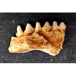 KANGAROO jaw: Macropus cf. rufogriseus - Pléistocène - AUSTRALIE