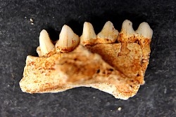 KANGAROO jaw: Macropus cf. rufogriseus - Pleistocene - AUSTRALIA