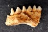 KANGAROO jaw: Macropus cf. rufogriseus - Pléistocène - AUSTRALIE